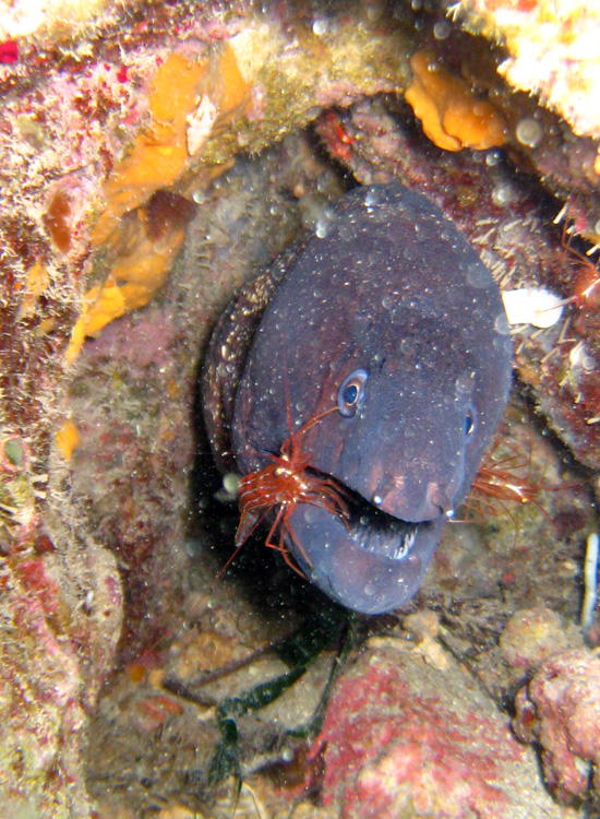 Pulizia dentale: Lysmata seticaudata